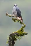 Plumbeous Kite
