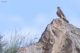 Prairie Falcon 