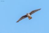Prairie Falcon 