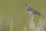 Lark Sparrow 