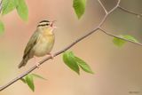 Worm-eating Warbler