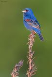 Blue Grosbeak 