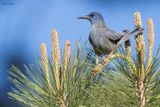 Pinyon Jay