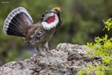 Dusky Grouse 