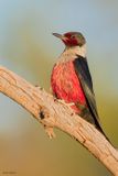 Lewiss Woodpecker