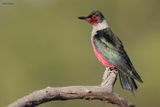 Lewiss Woodpecker 