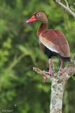 Black-bellied Whistling-Duck