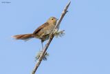 Itatiaia Spinetail