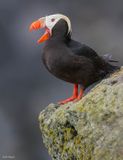 Tufted Puffin 