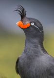 Crested Auklet 