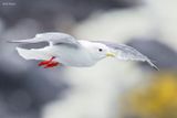 Red-legged Kittiwake 