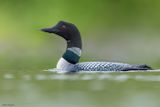 Common Loon
