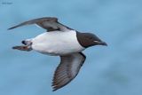 Thick-billed Murre 