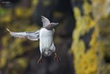 Common Murre