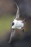 Thick-billed Murre 