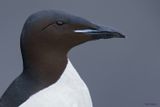 Thick-billed Murre 