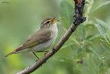 Arctic Warbler