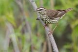 Northern Waterthrush