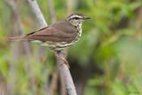 Northern Waterthrush 