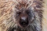 North American Porcupine 