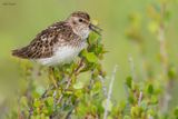 Least Sandpiper 