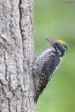 American Three-toed Woodpecker 