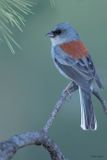 Dark-eyed (Red-backed) Junco 