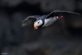 Horned Puffin 