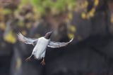 Common Murre 