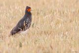 Carunculated Caracara