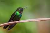 Tourmaline Sunangel