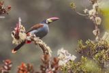 Gray-breasted Mountain-Toucan