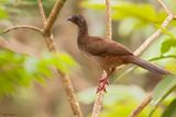Speckled Chachalaca