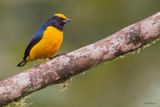 Orange-bellied Euphonia 