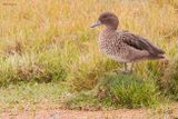 Andean Teal