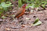 Giant Antpitta 