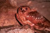 Oilbird (Oilbird)
