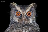 Everetts Scops-Owl 