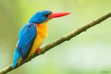 Dimorphic Dwarf-Kingfisher
