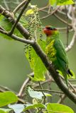 Mindanao Lorikeet