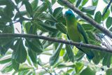 Blue-crowned Racquet-tail