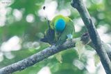 Blue-crowned Racquet-tail 