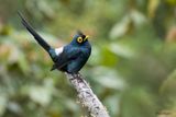 Apo Myna 