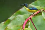 Linas Sunbird 