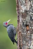 Southern Sooty-Woodpecker
