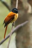Black-and-cinnamon Fantail