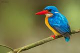 Dimorphic Dwarf-Kingfisher