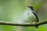 Little Slaty Flycatcher