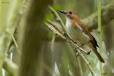 White-vented Whistler