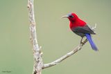 Magnificent Sunbird 